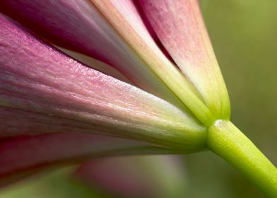 Macro purple lily flower