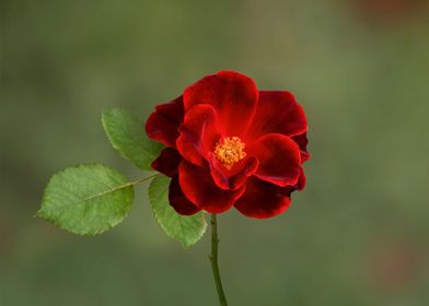 Red rose in full bloom