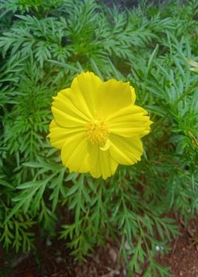 Sulfur Cosmos