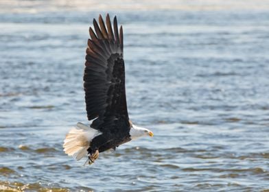 Bald eagle flying