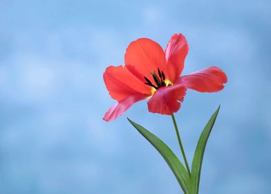 Red tulip and sky