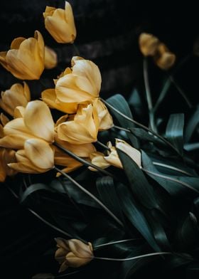 Yellow Tulips