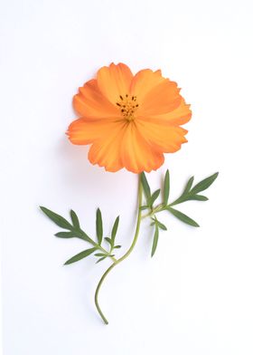 Orange cosmos flower 