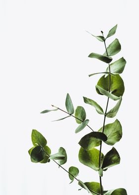 Eucalyptus Leaves