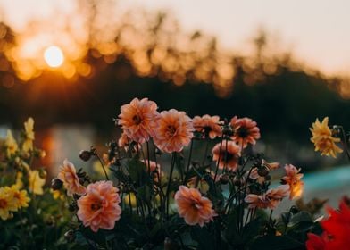 Pink Dahlias at Sunset