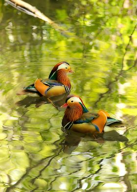 Colorful Bird Floating