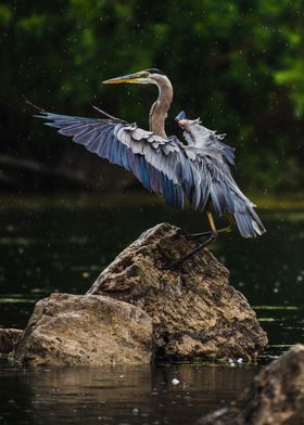 Rain Dance Blue Heron