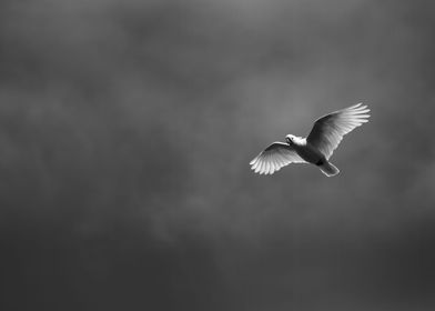 White Cockatoo Flying