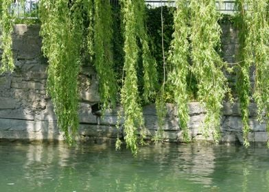 photo weeping willow 3