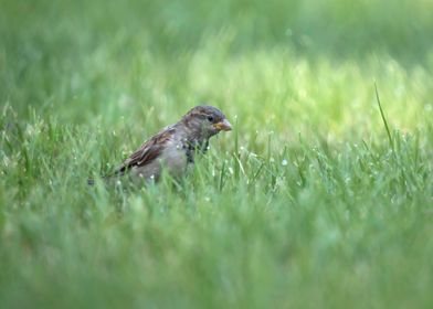 Sparrow in the grass