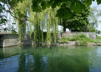 photo weeping willow 1