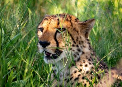 Cheeta Namibia