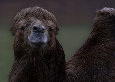 Friendly camel in the rain