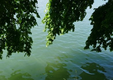 photo branches over water