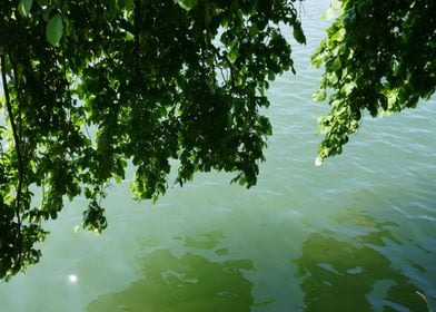 photo branches over water