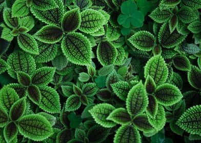 Green Plant Texture