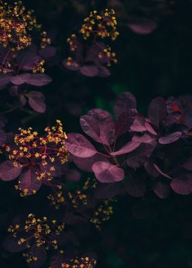 Leaves On The Tree