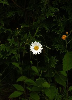 White Daisy Flower