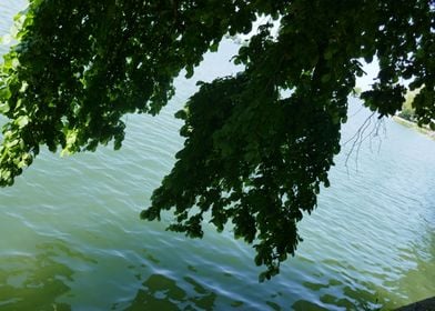 photo branches over water