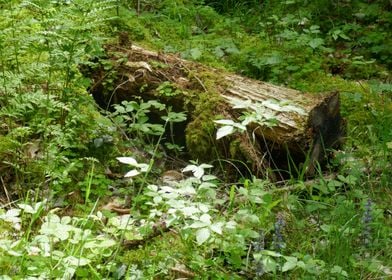 photo tree stump 3