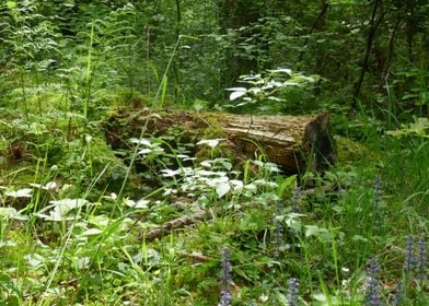 photo tree stump 2