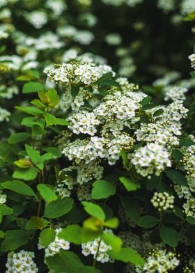 White Blossom Flowers