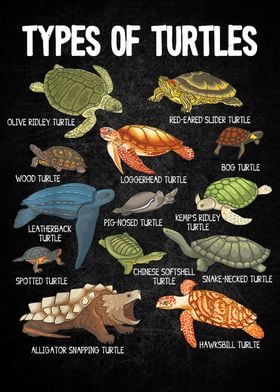Types of Turtle