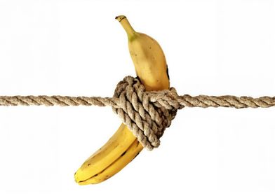 Banana tied with rope isol