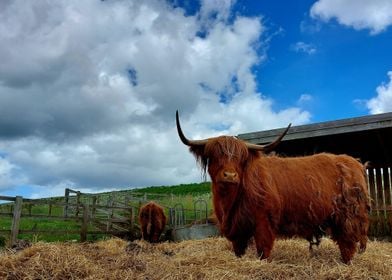 Scottish Highland Cattle 