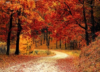 Fall Winter Forest Way Zen