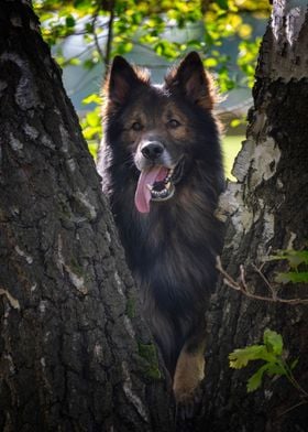 German Shepherd in forest