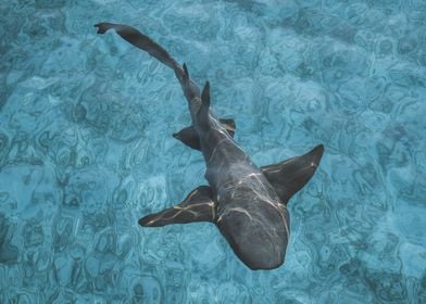 Nurse Shark