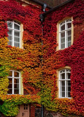 Amburgo  Foliage