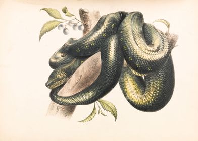 Snake Illustration