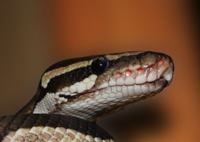 Close up Viper