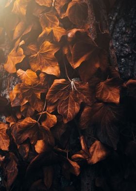 Brown Leaves