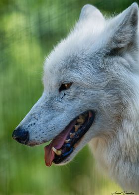 Le loup blanc 