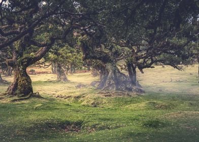 Fanal Forest Madeira