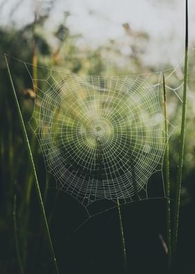 Spider Web