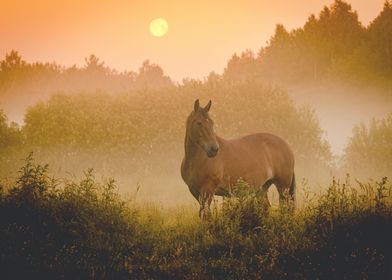 Horse Standing