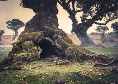 Fanal Forest Madeira