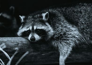 Animals Mammal Raccoon