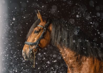 Animal Horses Mammal