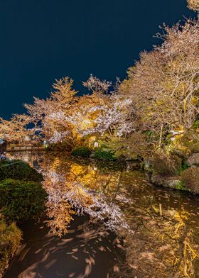 Sakura Kyoto Japan Night