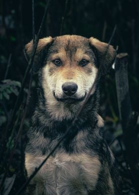 Dog Nature Images