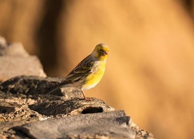 canary bird photography