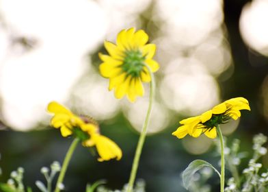 Yellow flowers