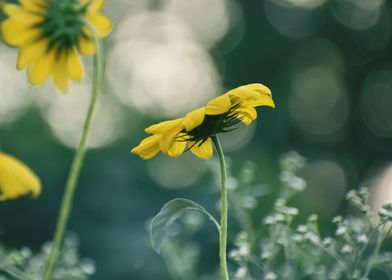 Yellow flowers