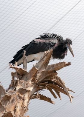 bird photography in nature