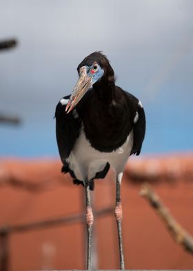 photography of a bird 